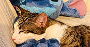 Stich participe au concours pour gagner de l'argent avec cette photo : cat, tabby, sleeping, plush_toy, stitch, couch, blanket, indoor, cozy, pet, animal, resting, soft, cute, fur, closeup, comfort, home, relaxed, stuffed_animal