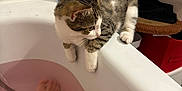 Stich participe au concours pour gagner de l'argent avec cette photo : cat, kitten, bathtub, bathroom, pink_water, tattoo, foot, curious, tile_wall, soap_bottle, white_paws, striped_fur, home_interior, pet, animal, domestic_cat, relaxation, soaking, edge, feline