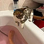 cat, kitten, bathtub, bathroom, pink_water, tattoo, foot, curious, tile_wall, soap_bottle, white_paws, striped_fur, home_interior, pet, animal, domestic_cat, relaxation, soaking, edge, feline