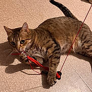 Mars participe au concours pour gagner de l'argent avec cette photo : animal, cat, claws, curious, cute, floor, focus, footwear, fur, indoor, lying_down, paw, pet, playful, red_string, shadow, sneaker, tabby, toy, whiskers