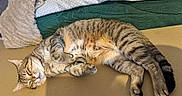 Mars participe au concours pour gagner de l'argent avec cette photo : animal, blanket, cat, closeup, cozy, cushion, cute, feline, fur, fur_pattern, indoor, nap, paw, pet, relaxed, resting, sleeping, soft, tabby, whiskers