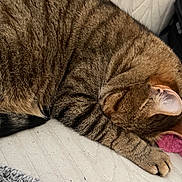 Mars participe au concours pour gagner de l'argent avec cette photo : cat, tabby, sleeping, paw, fur, close_up, indoor, cozy, resting, pet, animal, whiskers, striped, cute, domestic_cat, relaxation, mammal, feline, soft, blanket