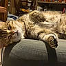 Mars participe au concours pour gagner de l'argent avec cette photo : animal, cat, closeup, comfortable, couch, cozy, domestic_cat, fluffy, fur, furniture, home, indoor, mammal, paw, pet, relaxed, resting, sleeping, tabby_cat, whiskers