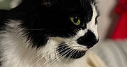 Seya a rejoint le concours — aidez-le/la à gagner de superbes lots ! cat, black_and_white, close_up, profile, green_eyes, whiskers, fur, pet, animal, indoor, soft_light, portrait, cute, feline, mammal, domestic_cat, resting, focus, background_blur, side_view