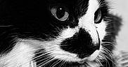 Seya a rejoint le concours — aidez-le/la à gagner de superbes lots ! animal, black, black_and_white, cat, close_up, cute, eyes, face, feline, focused, fur, indoor, mammal, pet, portrait, soft_light, texture, tuxedo_cat, whiskers, white