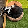 Seya a rejoint le concours — aidez-le/la à gagner de superbes lots ! artificial_grass, bed, black_and_white, cat, cozy, domestic_animal, ears, feline, fur, looking_up, mesh_fence, nose, outdoor, paws, pet, relaxing, resting, sunlight, whiskers, wooden_frame