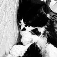 Seya participe au concours pour gagner de l'argent avec cette photo : cat, black_and_white, feline, pet, sleeping, cozy, fur, whiskers, paw, domestic_animal, resting, cute, fluffy, close_up, indoor, texture, blanket, soft, relaxed, animal