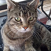 Gigi joined the competition — help win amazing prizes! blanket, cat, close_up, curious, domestic, ears, fur, furniture, green_eyes, indoor, lap, nose, paw, pet, portrait, relaxed, sitting, tabby_cat, whiskers, wooden_deck