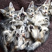George Mia Lia Tia joined the competition — help win amazing prizes! kitten, cat, tabby, fur, cute, pet, animal, paws, snuggling, sleepy, cozy, brown_blanket, small, cute_eyes, whiskers, four, baby_animal, resting, indoor, closeup