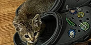 Pixie is registered to the contest to win money with this photo: animal_face, black, brown, cat, crocs, curious, cute, decorations, flooring, footwear, indoor, kitten, leather_shoe, paws, pet, rick_and_morty, shoe, small_animal, whiskers, wooden_floor