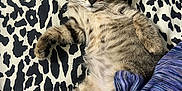 Pixie is registered to the contest to win money with this photo: kitten, cat, tabby, animal, pet, feline, cute, lying_down, blanket, pattern, striped, indoor, cozy, resting, fur, whiskers, ears, paw, small, young
