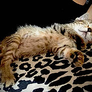 Pixie joined the competition — help win amazing prizes! cat, kitten, sleeping, tabby, feline, pet, animal, cute, paw, fur, whiskers, relaxing, resting, leopard_print, blanket, cozy, domestic_animal, young, adorable, indoor