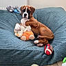 puppy, dog, boxer, blue_cushion, plush_toy, toy, wooden_floor, indoor, pet, cute, brown_dog, playing, animal, resting, cozy, young_dog, small_dog, living_room, floor, domestic_animal