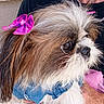 Sophia joined the competition — help win amazing prizes! animal, black_shirt, bow, chain, close_up, collar, companion, cute, denim, dog, face, fluffy, friendly, fur, hand, outdoor, person, pet, pink_bow, portrait