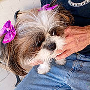 Sophia joined the competition — help win amazing prizes! animal, bench, black_shirt, bow, closeup, cute, dog, ears, face, fluffy, fur, hand, holding, jeans, outdoor, person, pet, pink_bow, portrait, veterans_emblem