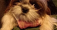 Sophia is registered to the contest to win money with this photo: animal, bow, close_up, cozy, cute, dog, ears, expression, fabric, face, fluffy, fur, indoor, paws, pet, plaid, portrait, resting, soft, whiskers