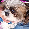 Sophia is registered to the contest to win money with this photo: adorable, animal, bow, brown_and_white, casual, close_up, companion, cute, dog, domestic_animal, eyes, face, fluffy, fur, hand, jeans, looking_away, pet, pink_bow, portrait