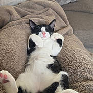 Yuki is registered to the contest to win money with this photo: animal, black_and_white, blanket, cat, couch, cozy, cute, fluffy, fur, home, indoor, napping, paw, pet, pink_nose, relaxed, resting, sleeping, soft, whiskers