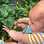 Junior participe au concours pour gagner de l'argent avec cette photo : baby, child, greenery, strawberry, plant, outdoor, nature, curious, exploring, leaves, unripe_fruit, infant, chubby_arms, footwear, striped_shirt, garden, plant_stem, soil, closeup, profile