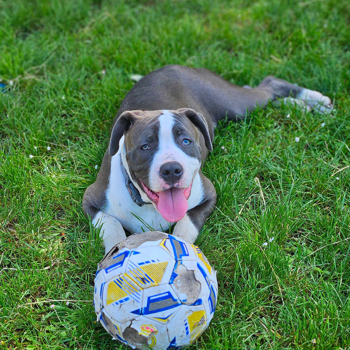 Paquito