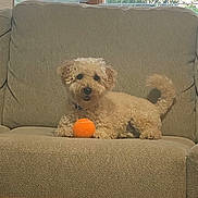 Mowgli is registered to the contest to win money with this photo: dog, tennis_ball, couch, indoor, window, blinds, pet, curly_fur, beige, furniture, relaxed, animal, home, living_room, toy, cute, small_dog, companion, domestic, playful