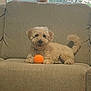 dog, tennis_ball, couch, indoor, window, blinds, pet, curly_fur, beige, furniture, relaxed, animal, home, living_room, toy, cute, small_dog, companion, domestic, playful