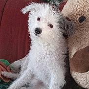 Rosy joined the competition — help win amazing prizes! animal, architecture, building, canine, couch, cushion, dog, face, furniture, head, homedecor, indoors, livingroom, pet, plant, pottedplant, puppy, room, tree, whitedog