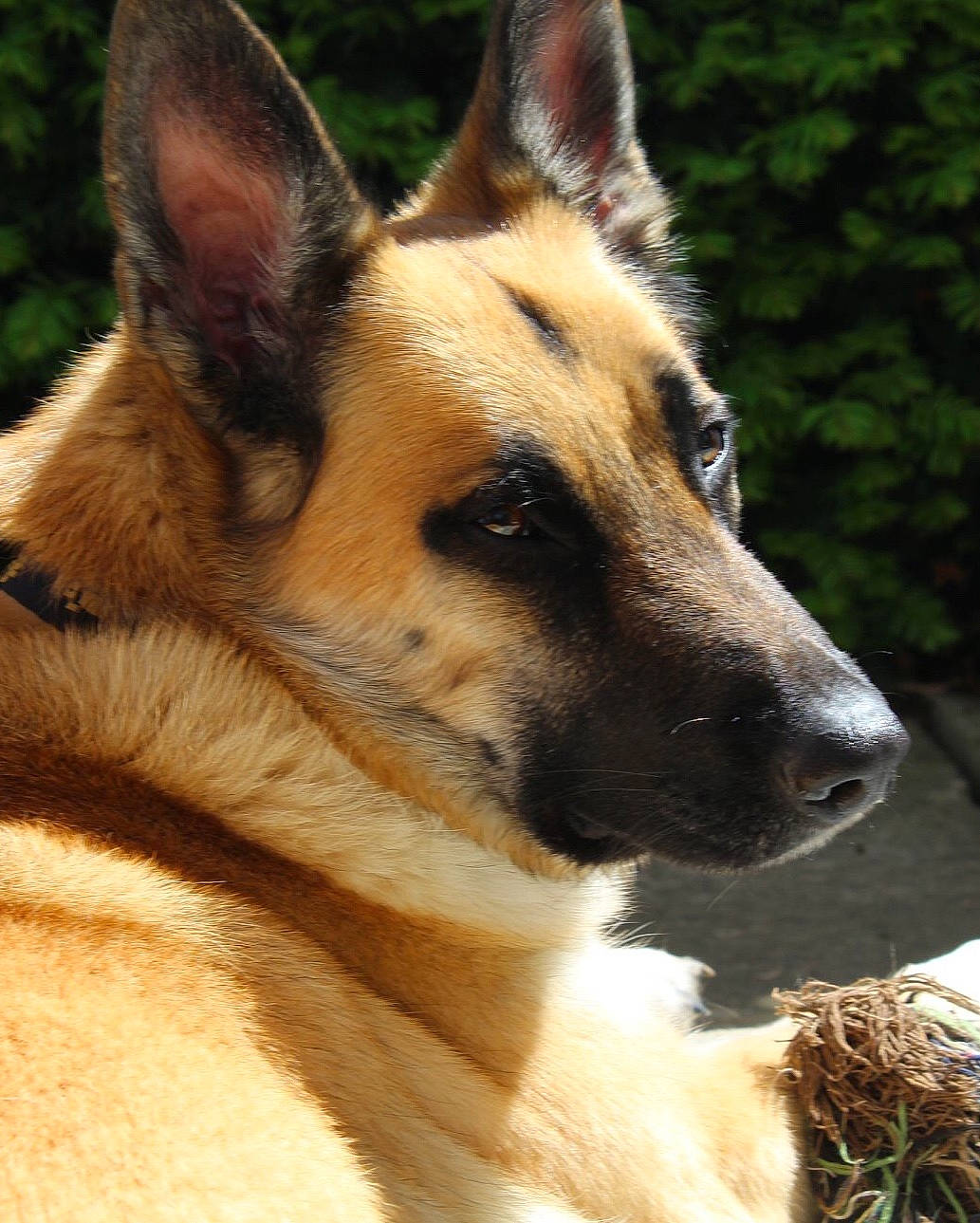 Mirabelle participe au concours pour gagner de l'argent avec cette photo : belgian_shepherd_malinois, canidae, carnivore, companion_dog, dog, dog_breed, east_european_shepherd, fawn, fur, german_shepherd_dog, herding_dog, king_shepherd, snout, sporting_group, terrestrial_animal, tree, whiskers, wildlife, working_animal, working_dog