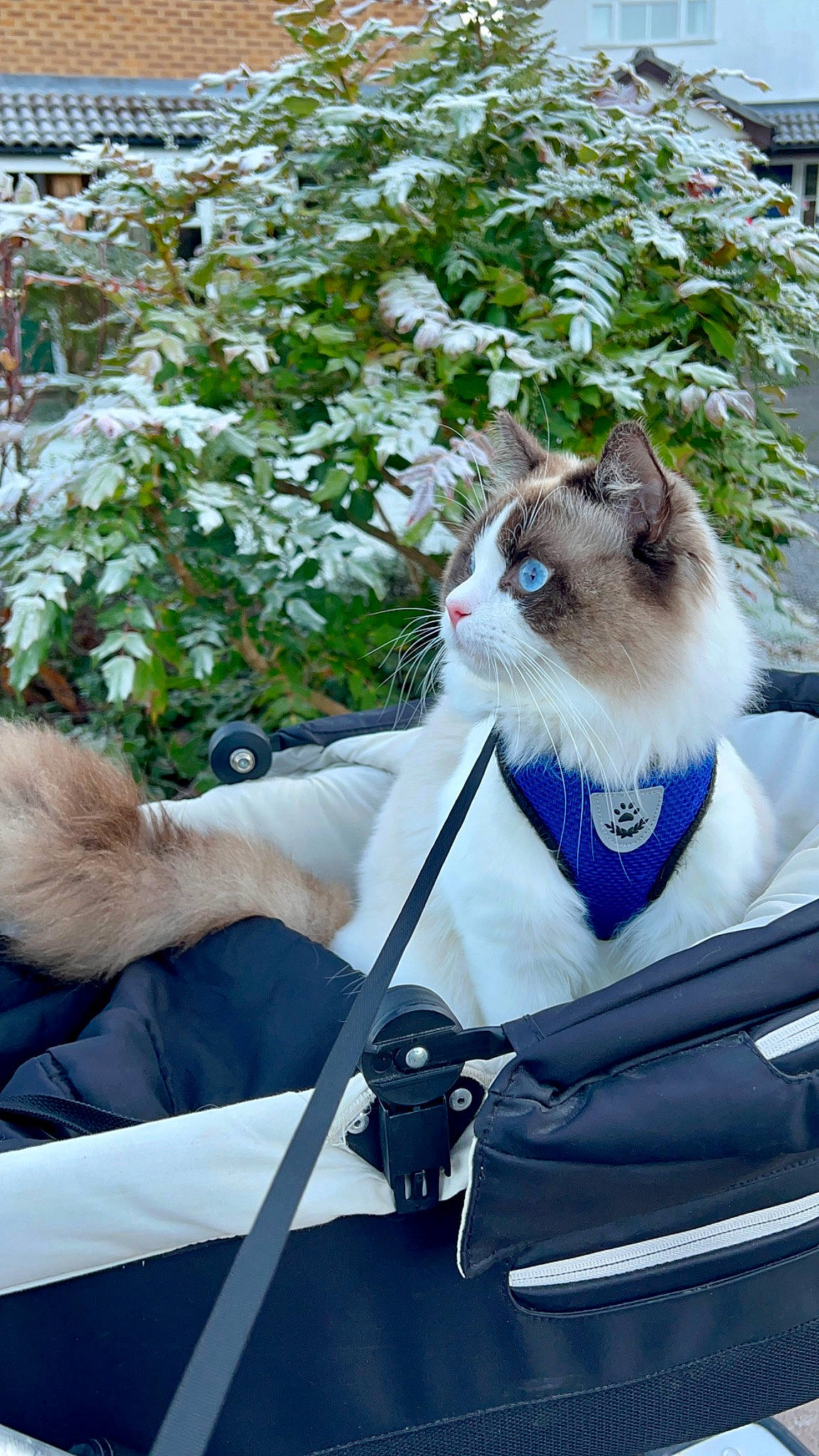 Crystal is registered to the contest to win money with this photo: birman, carnivore, cat, collar, companion_dog, fawn, felidae, fur, grass, plant, siamese, sitting, small_to_medium_sized_cats, snout, snow, tail, thai, whiskers, wildlife, windshield