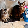 Pebbles is registered to the contest to win money with this photo: cats, two_cats, pets, felines, sitting, indoors, bathroom, tile_floor, brown_cat, tabby_cat, short_hair, green_eyes, pointed_ears, whiskers, tail, pet_portrait, magazine, blue_container, home, animal_photography