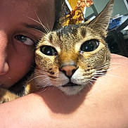 Pebbles is registered to the contest to win money with this photo: cat, tabby, pet, animal, selfie, close_up, portrait, whiskers, ears, eyes, nose, fur, striped_fur, human, person, indoor, home, pet_carrier, cuddling, funny_expression