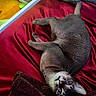 Pebbles joined the competition — help win amazing prizes! cat, feline, gray_cat, pet, animal, lying_down, upside_down, relaxed, playful, green_eyes, whiskers, ears, tail, paws, short_hair, blanket, red_blanket, bed, indoors, portrait