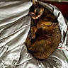 cat, brown_cat, pet, feline, curled_up, lying_down, sleeping, green_eyes, whiskers, pointed_ears, fur, indoor, bed, bedding, white_sheets, bedroom, cozy, relaxed, portrait, animal_photography