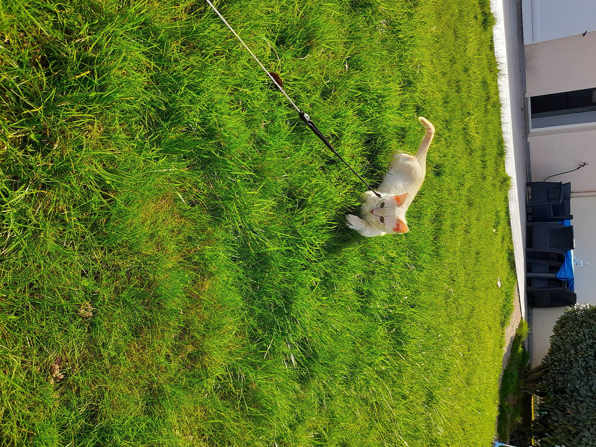 Toulouse a rejoint le concours — aidez-le/la à gagner de superbes lots ! backyard, cable_car, grass, grass_family, grassland, groundcover, landscape, lawn, leisure, outdoor_play_equipment, pasture, plant, recreation, shrub, slope, swing, tail, tree, vegetation, yard