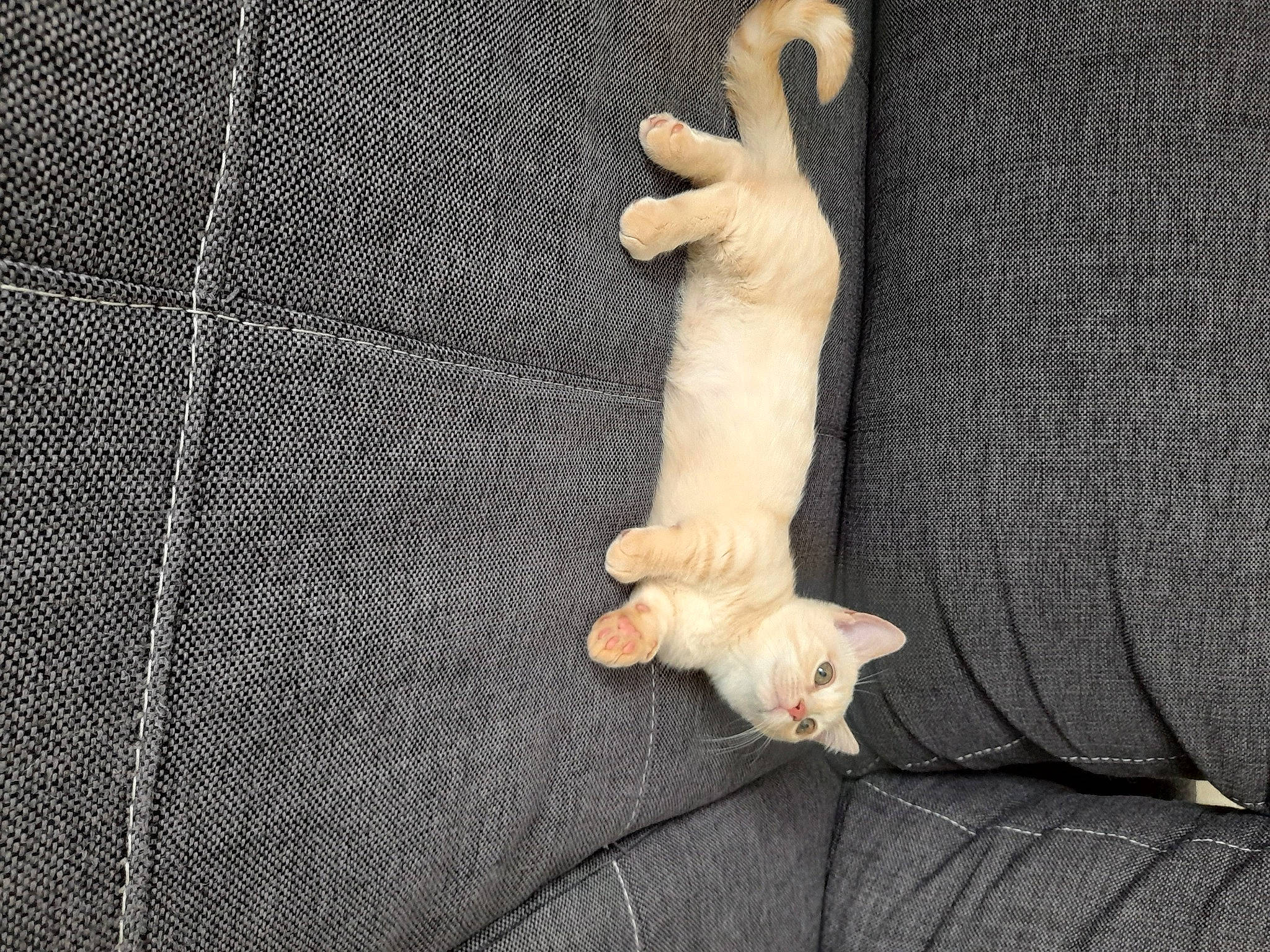 Toulouse a rejoint le concours — aidez-le/la à gagner de superbes lots ! canidae, carnivore, cat, claw, comfort, companion_dog, dog_breed, domestic_short_haired_cat, fawn, felidae, fur, gesture, linens, mesh, paw, small_to_medium_sized_cats, sporting_group, tail, whiskers, wood