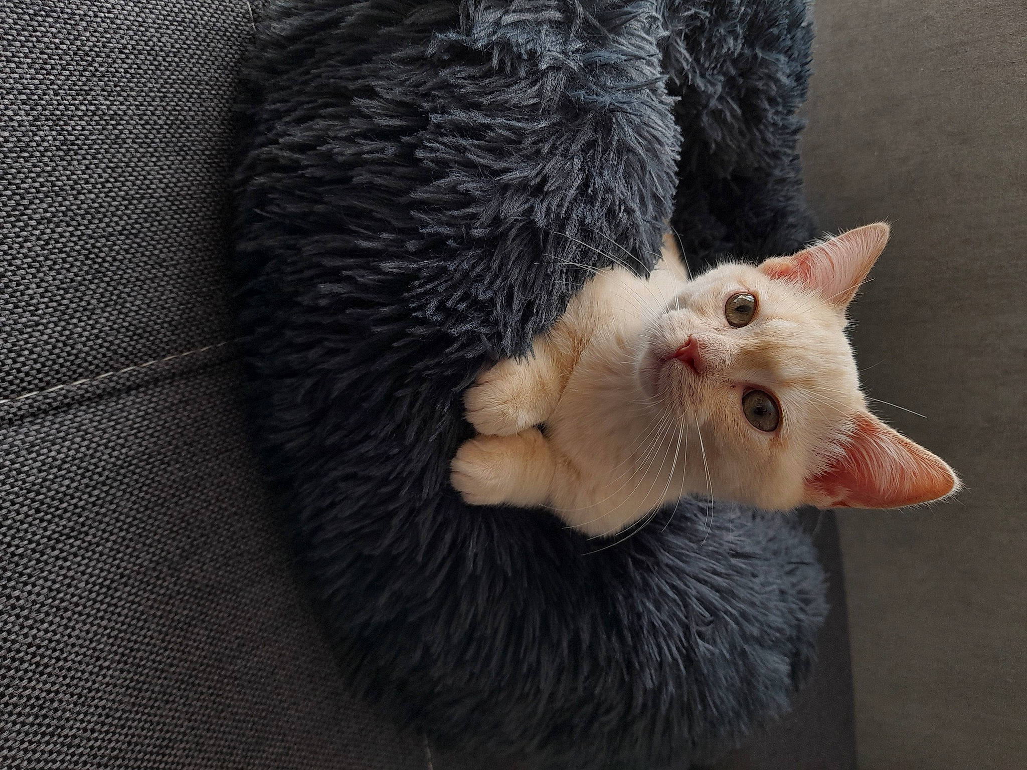 Toulouse a rejoint le concours — aidez-le/la à gagner de superbes lots ! carnivore, cat, claw, domestic_short_haired_cat, ear, fawn, felidae, foot, fur, paw, plant, small_to_medium_sized_cats, snout, tail, tree, whiskers, wood, woven_fabric