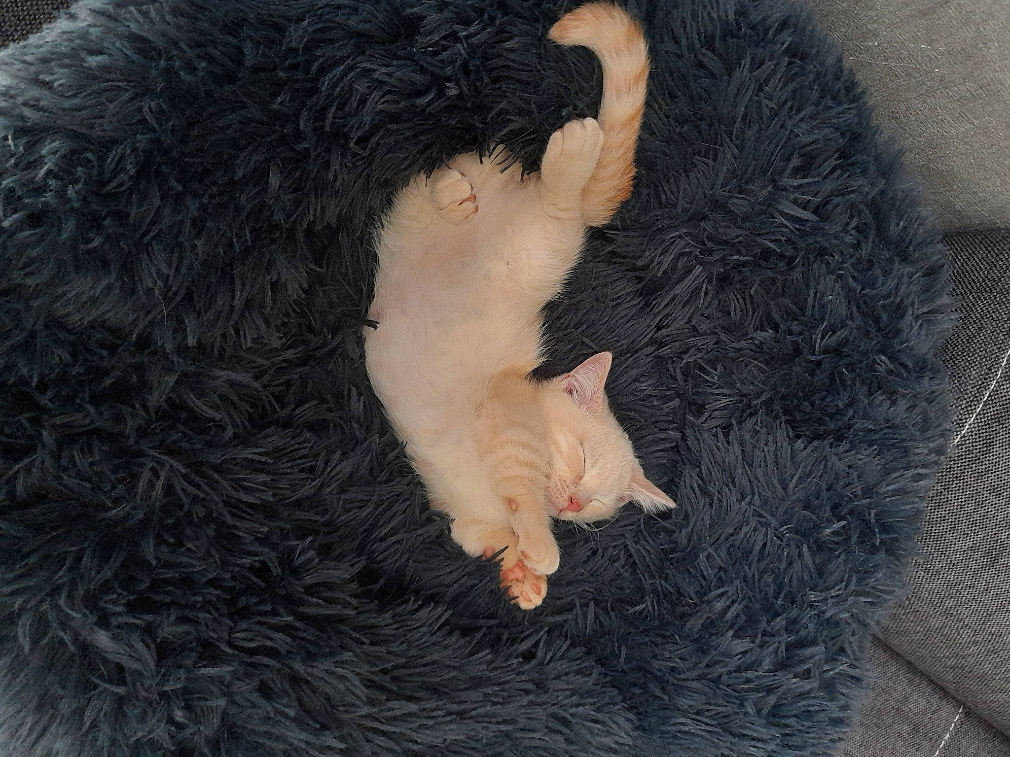 Toulouse a rejoint le concours — aidez-le/la à gagner de superbes lots ! canidae, carnivore, cat, cat_bed, cat_supply, claw, comfort, dog_breed, domestic_short_haired_cat, fawn, felidae, fur, paw, small_to_medium_sized_cats, snout, sporting_group, tail, whiskers, wool, woolen