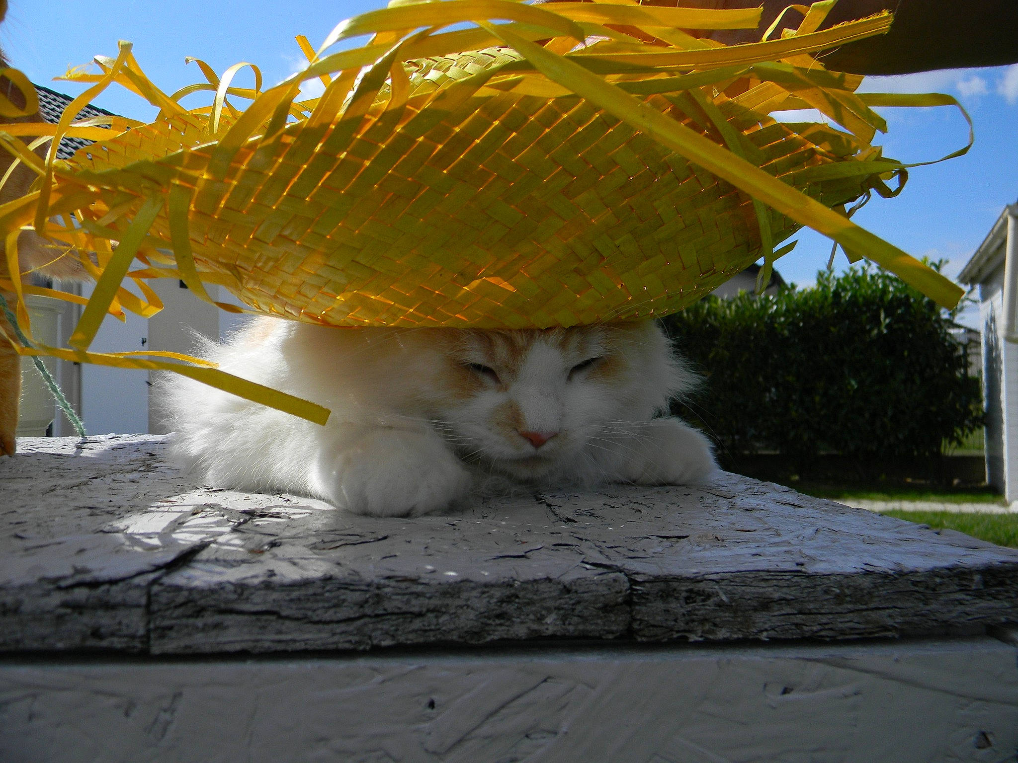 Iago participe au concours pour gagner de l'argent avec cette photo : art, carnivore, cat, felidae, fur, grass, landscape, metal, plant, road_surface, sky, small_to_medium_sized_cats, tail, whiskers, wood, yellow