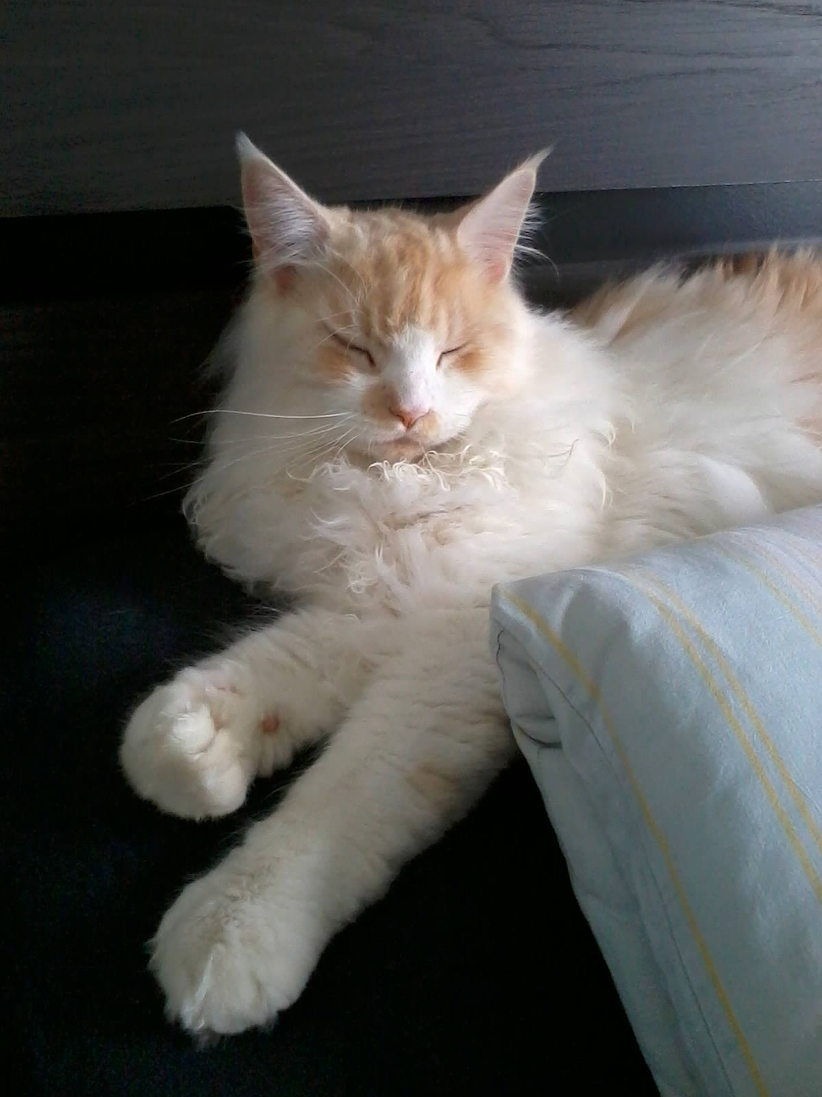 Iago a rejoint le concours — aidez-le/la à gagner de superbes lots ! carnivore, cat, claw, comfort, eye, fawn, felidae, fur, paw, sitting, small_to_medium_sized_cats, snout, tail, whiskers