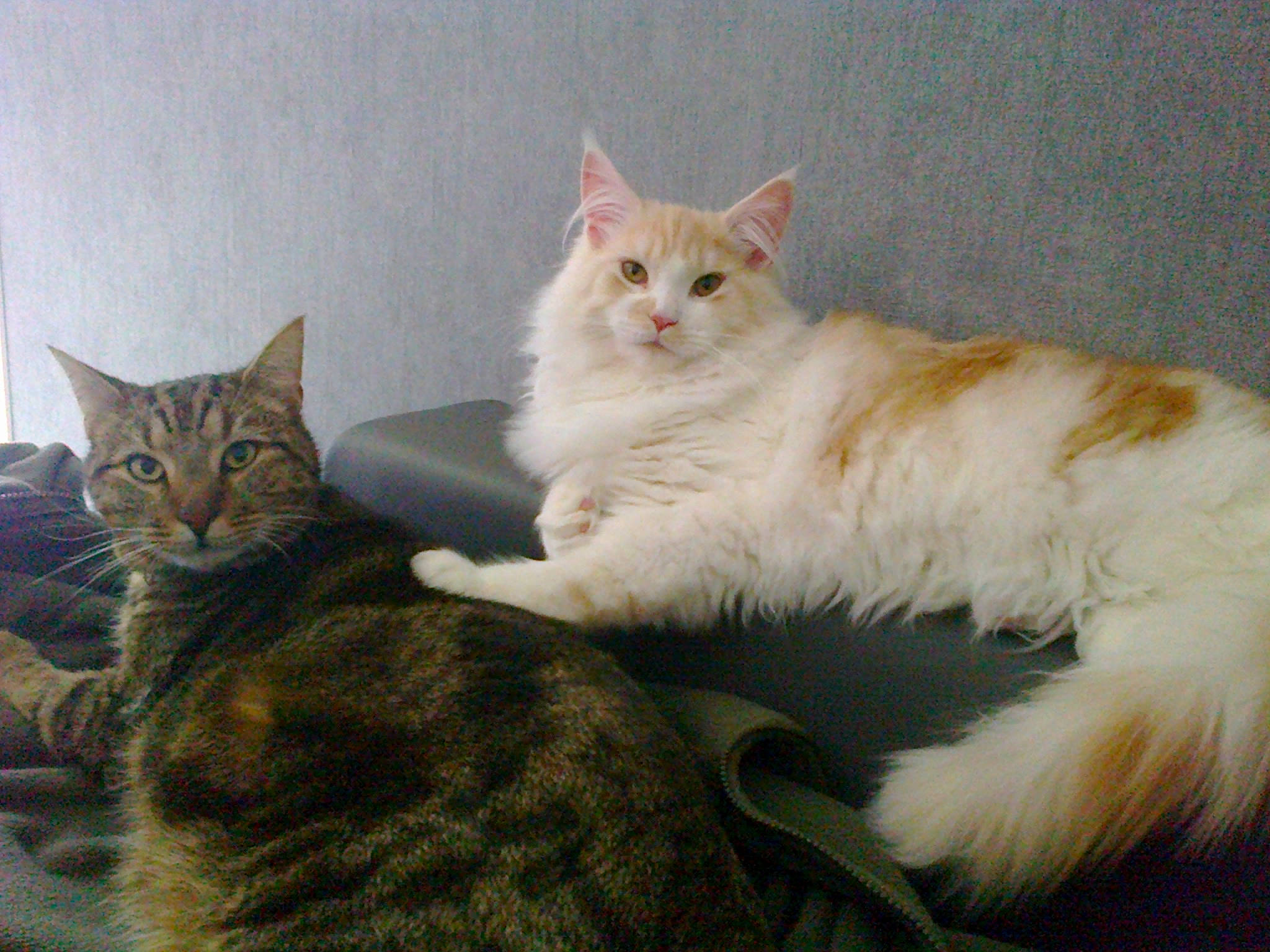 Iago participe au concours pour gagner de l'argent avec cette photo : carnivore, cat, claw, comfort, domestic_short_haired_cat, eye, fawn, felidae, fur, iris, paw, sitting, small_to_medium_sized_cats, snout, tail, terrestrial_animal, tree, whiskers