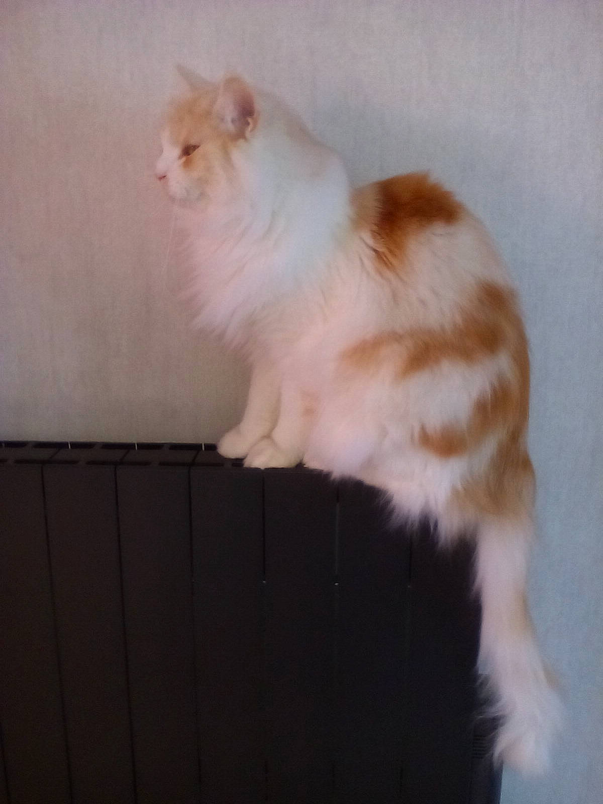 Iago a rejoint le concours — aidez-le/la à gagner de superbes lots ! carnivore, cat, claw, domestic_short_haired_cat, eye, fawn, felidae, foot, fur, hardwood, paw, small_to_medium_sized_cats, snout, tail, whiskers, window, wood