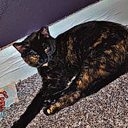Hades is registered to the contest to win money with this photo: cat, tortoiseshell_cat, carpet, indoor, wall, baseboard, pet, animal, feline, relaxed, resting, stretching, orange_eyes, fur, domestic_cat, household, corner, floor, closeup, laying
