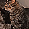Hades is registered to the contest to win money with this photo: cat, tabby_cat, black_cat, pets, animals, indoor, carpet, curious, sitting, feline, whiskers, ears, eyes, companions, pets_together, floor, side_view, two_cats, domestic_cat, quiet
