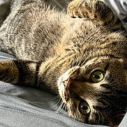 Bandit joined the competition — help win amazing prizes! cat, tabby_cat, pet, animal, fur, whiskers, bed, resting, lying_down, close_up, eyes, curious, domestic_cat, feline, soft_light, indoor, cozy, relaxed, portrait, cute