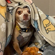 Buddy joined the competition — help win amazing prizes! dog, blanket, toy, indoor, small_dog, curious, cozy, pet, brown_dog, collar, animal, cute, resting, fleece_blanket, home, snuggled, comfort, soft_toy, looking, wall