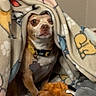 dog, blanket, toy, indoor, small_dog, curious, cozy, pet, brown_dog, collar, animal, cute, resting, fleece_blanket, home, snuggled, comfort, soft_toy, looking, wall