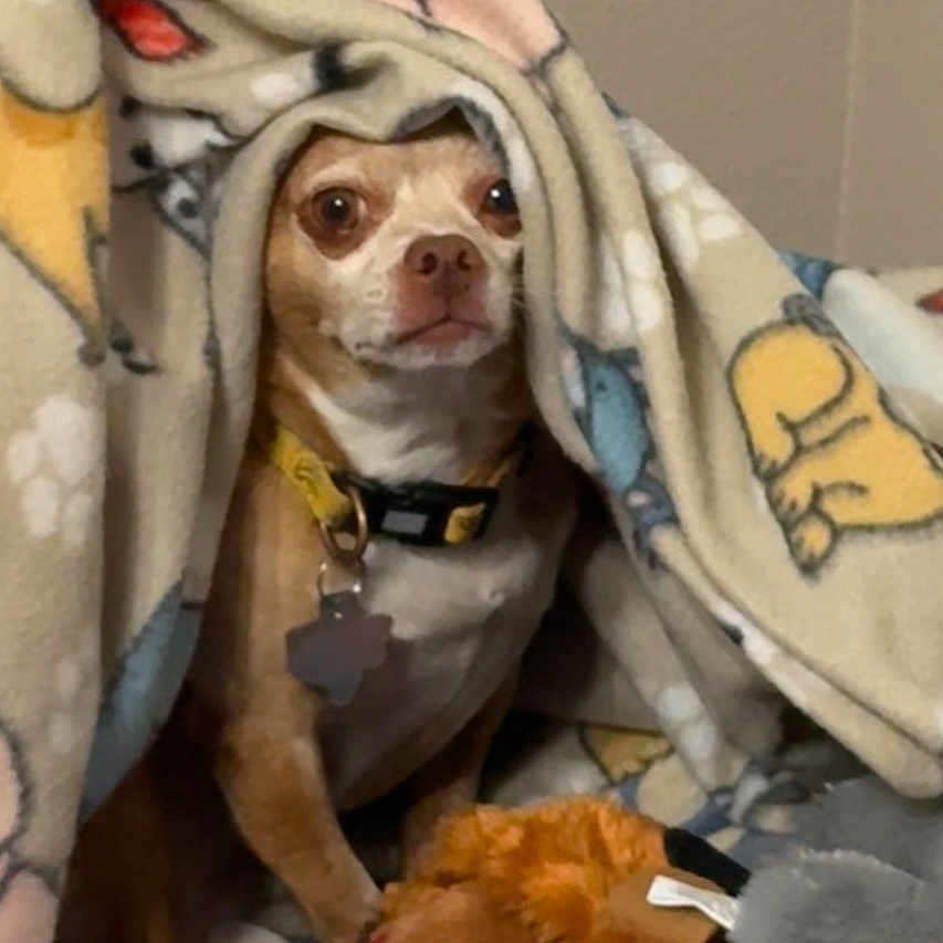 Buddy joined the competition — help win amazing prizes! dog, blanket, toy, indoor, small_dog, curious, cozy, pet, brown_dog, collar, animal, cute, resting, fleece_blanket, home, snuggled, comfort, soft_toy, looking, wall