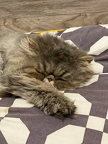 Rézille a rejoint le concours — aidez-le/la à gagner de superbes lots ! british_longhair, carnivore, cat, claw, comfort, companion_dog, dog_breed, fawn, felidae, flooring, fur, grass, grey, nap, paw, small_to_medium_sized_cats, snout, tail, terrestrial_animal, whiskers