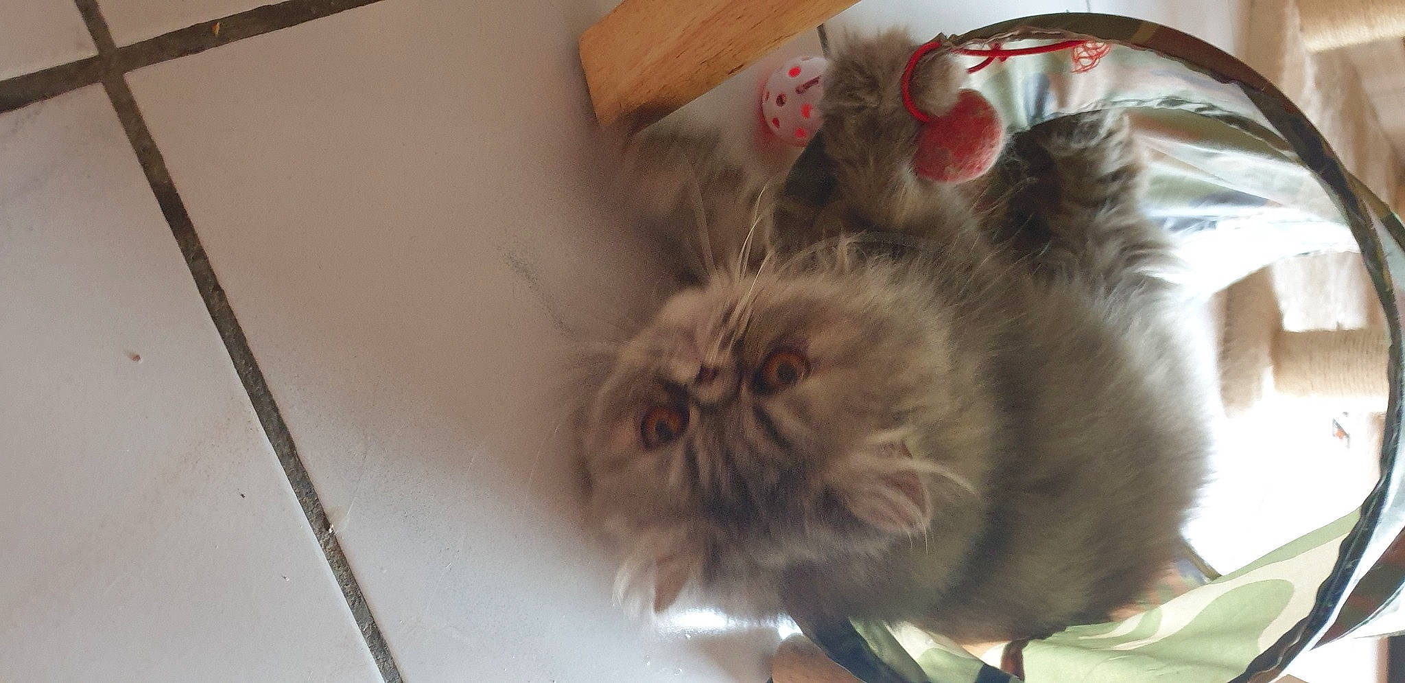 Rézille a rejoint le concours — aidez-le/la à gagner de superbes lots ! british_longhair, carnivore, cat, claw, comfort, companion_dog, fawn, felidae, flooring, fur, hardwood, liver, paw, persian, small_to_medium_sized_cats, snout, tableware, tail, whiskers, wood