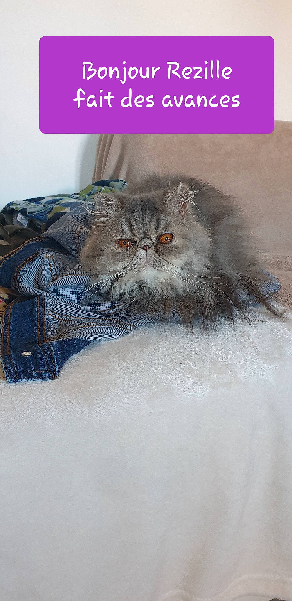 Rézille participe au concours pour gagner de l'argent avec cette photo : carnivore, cat, denim, fashion_accessory, fawn, felidae, font, fur, grey, illustration, internet_meme, pattern, photo_caption, plant, sleeve, small_to_medium_sized_cats, snout, tail, terrestrial_animal, whiskers